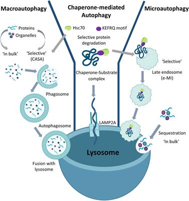 Frontiers | Role Of Chaperone-Mediated Autophagy In Ageing Biology And ...